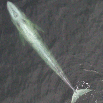 Golfo Corcovado - Ballenato ballena azul_trabajo científico