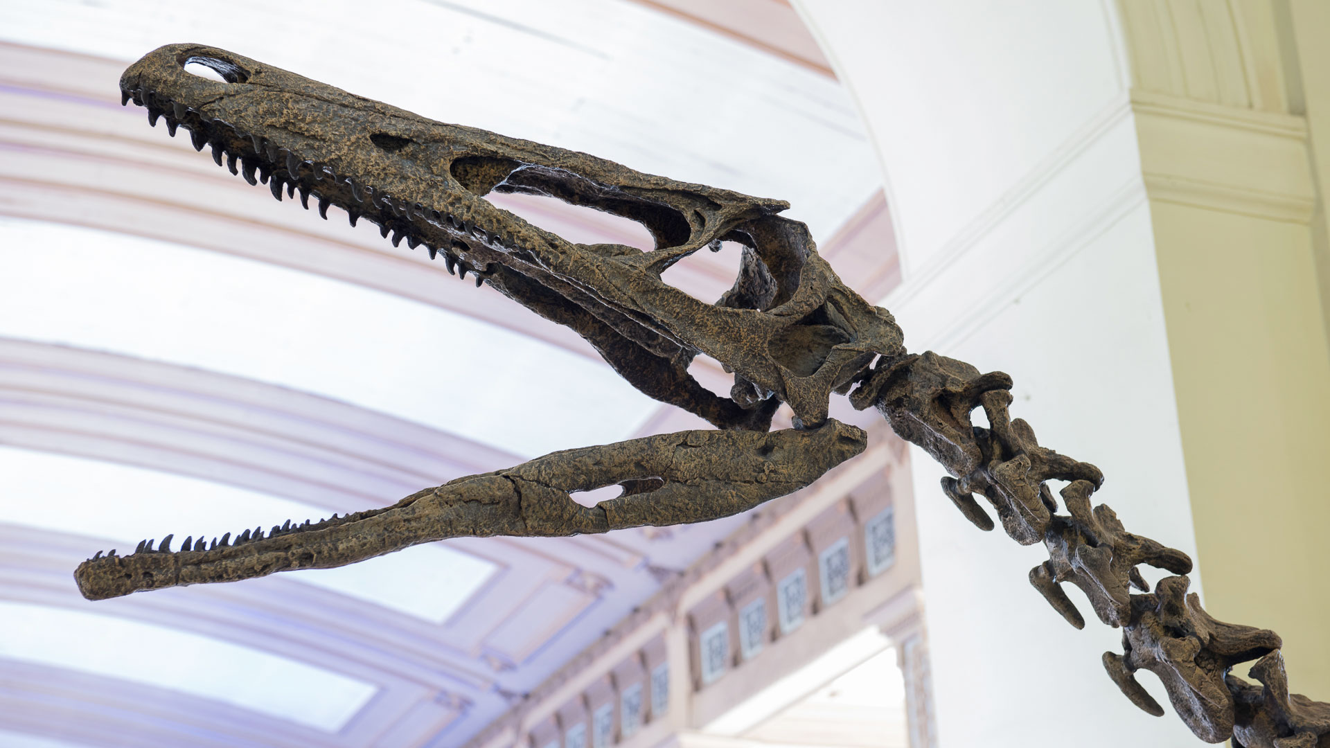 Cráneo de Austroraptor cabazai. 70 millones de años, Cretácico, Patagonia argentina.