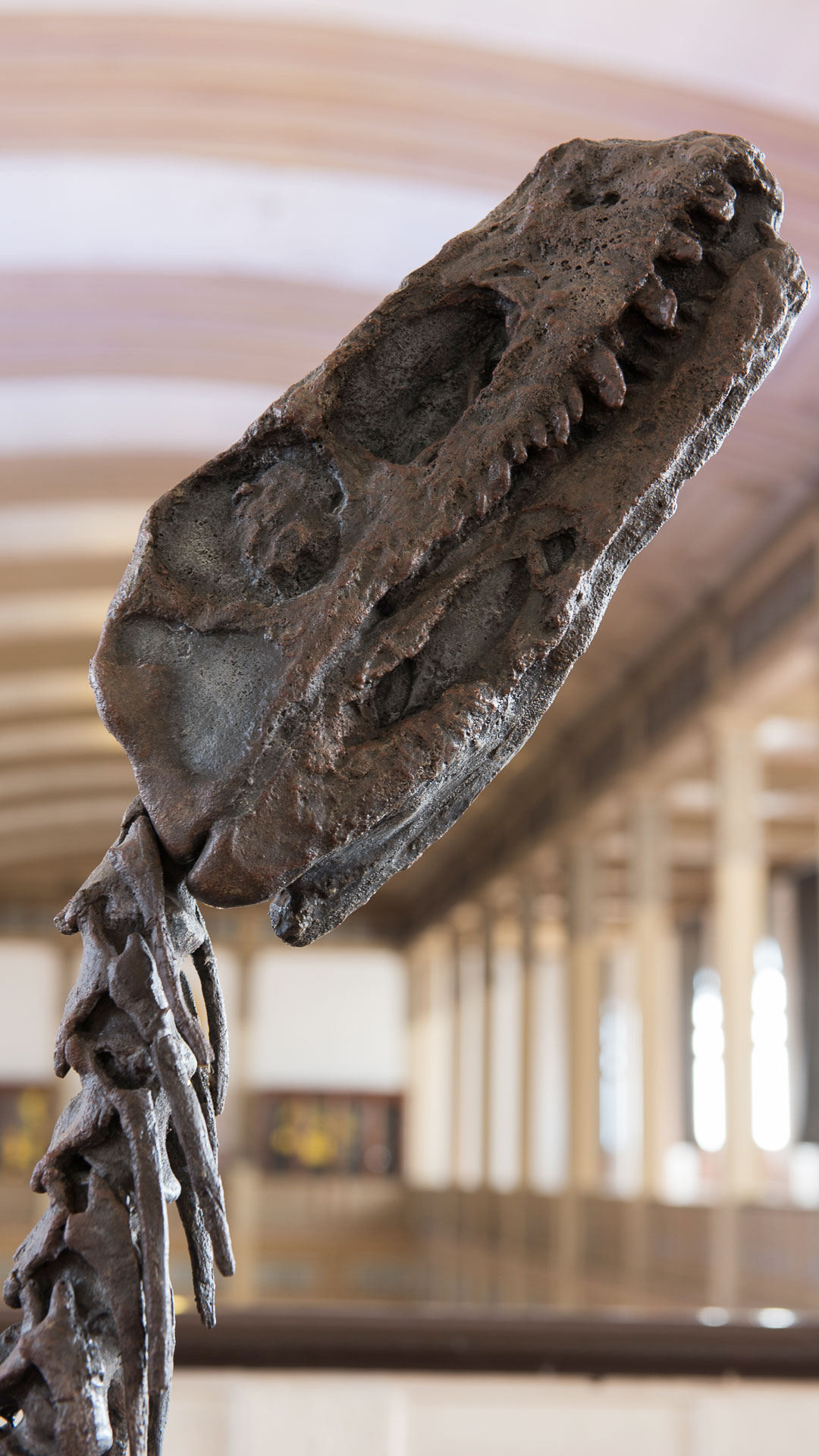 Cráneo y cuello de Eoraptor lunensis, 230 millones de años Triásico, Argentina.