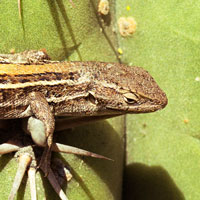 Liolaemus lemniscatus