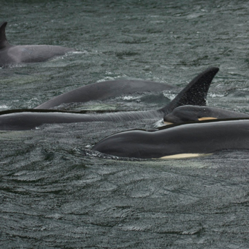 Canal Moraleda - Familia de Orcas (Orcinus orca)