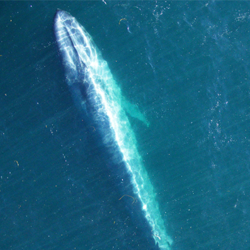 Golfo Corcovado - Ballena Azul - Fotografía aérea
