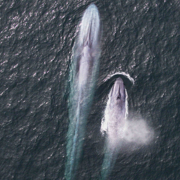 Golfo Corcovado - Ballena azul madre y cría