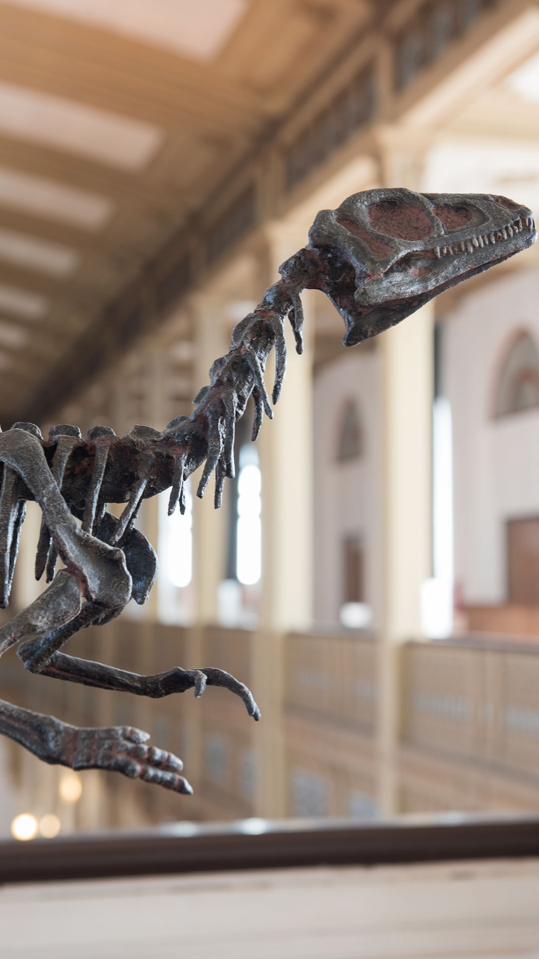 Cráneo, cuello y brazos de Eoraptor lunensis, 230 millones de años, Triásico, Argentina.