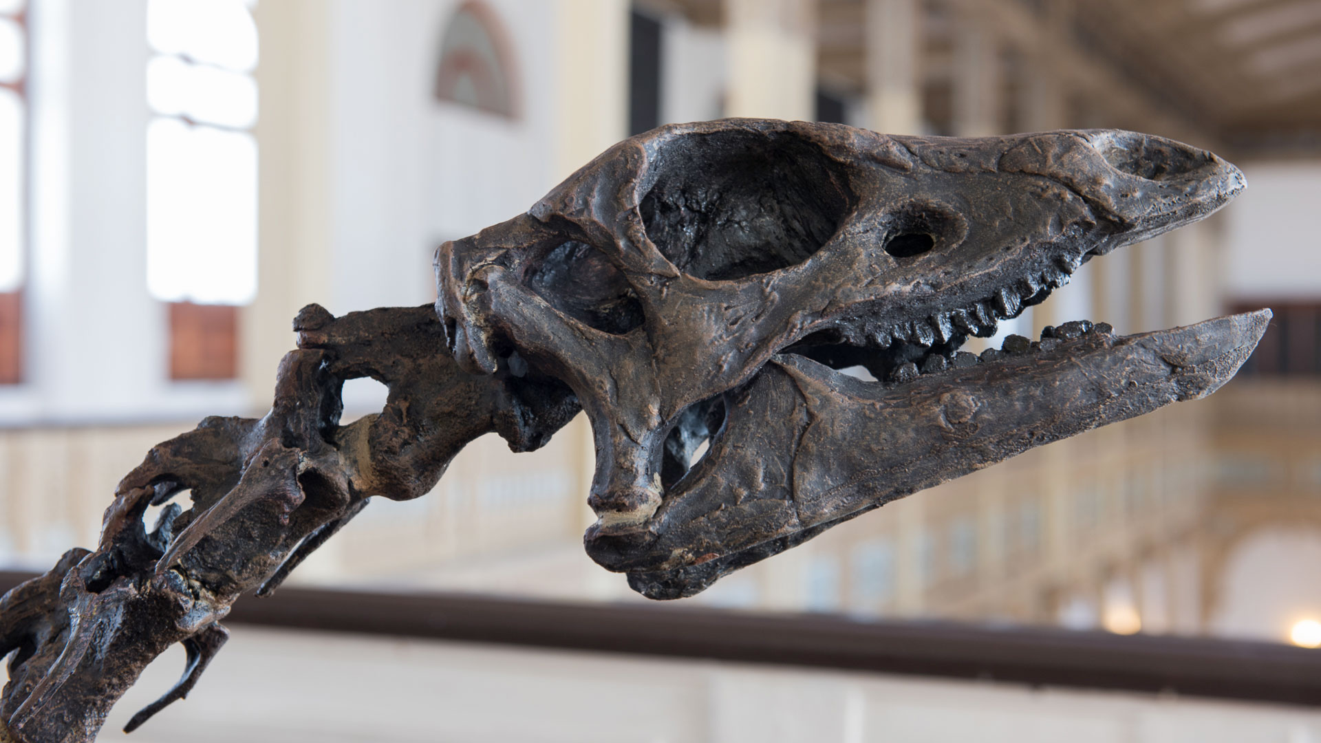 Cráneo y cuello de Herrerasaurus ischigualastensis, 230 millones de años, Triásico, Argentina.