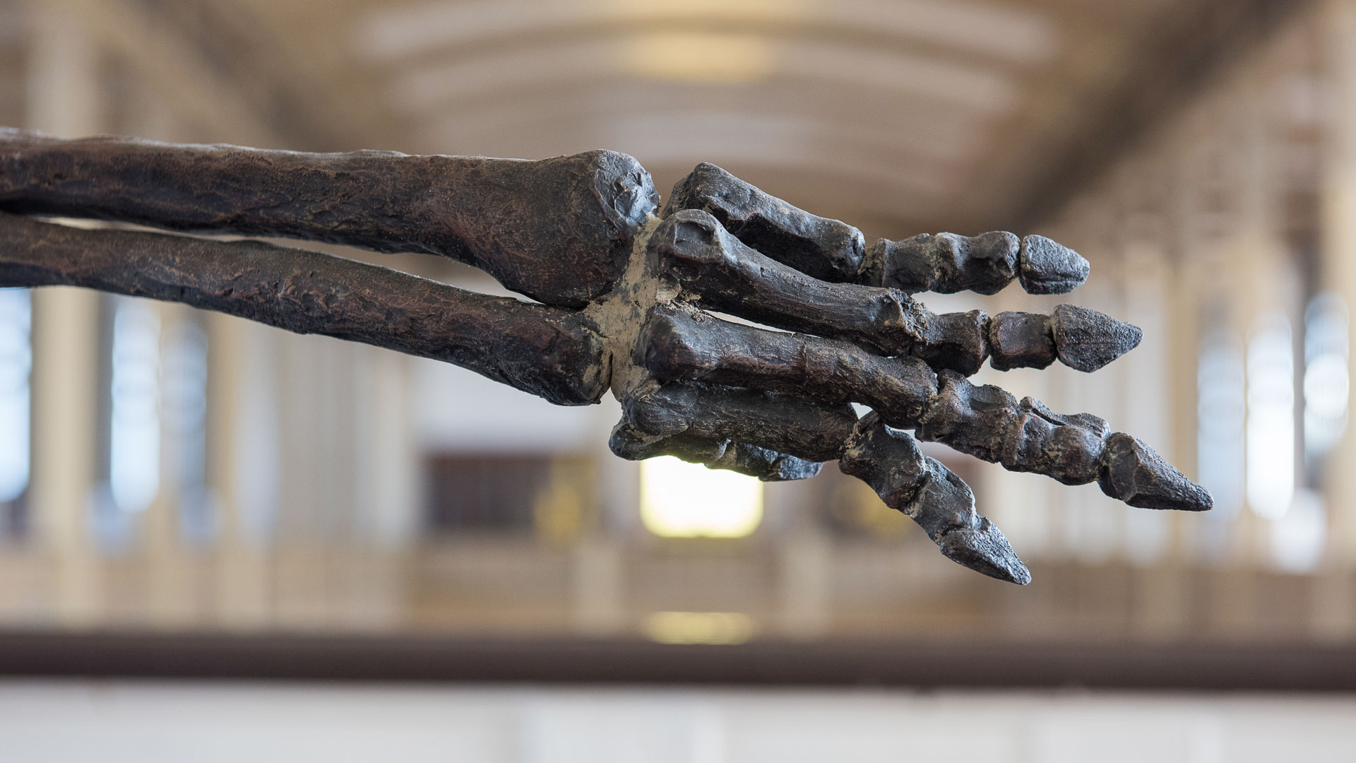 Mano izquierda de Talenkauen santacrucensis, 70 millones de años, Patagonia argentina.