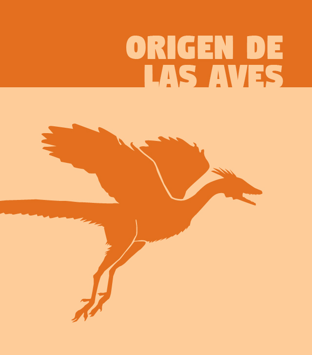 seccion-origen-de-las-aves