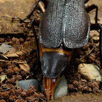 Acanthinodera cummingi poniendo