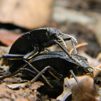 Callyntra penai Cabeza de Jote