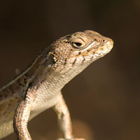 Liolaemus lemniscatus