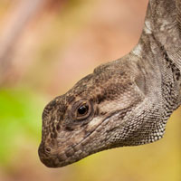 Pristidactylus valeriae